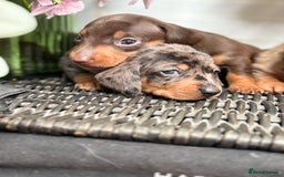 Miniature Dachshund dogs for sale: Miniature Daschund KC. PRA-OI-CRD-PRA-NCL - Image 4