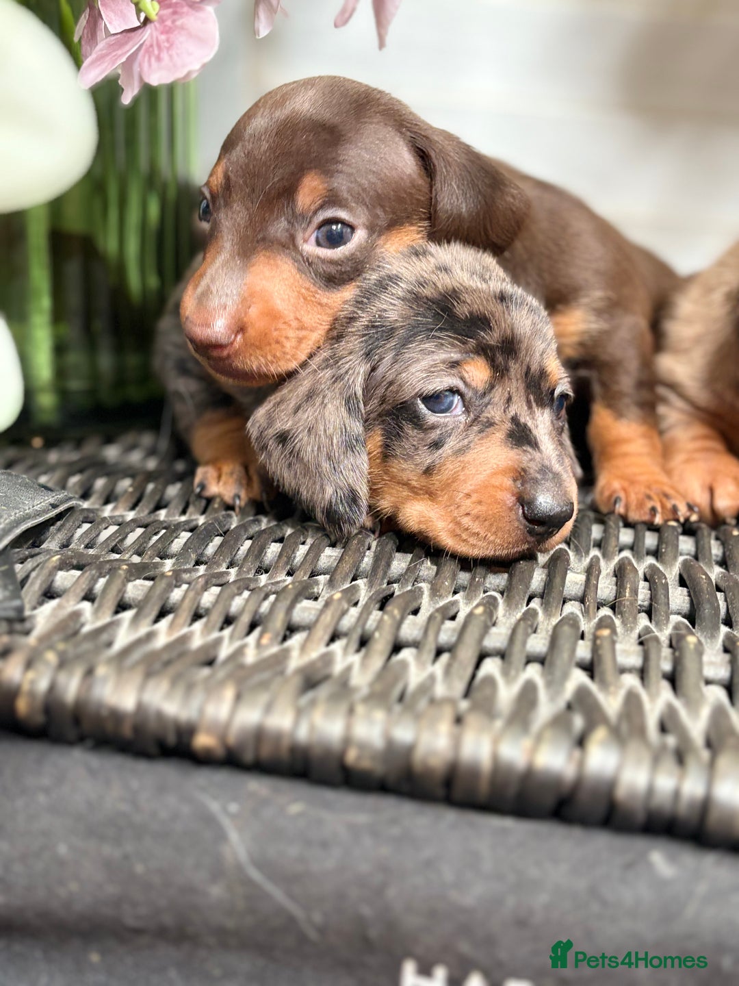 Miniature Dachshund dogs for sale: Miniature Daschund KC. PRA-OI-CRD-PRA-NCL - Image 4