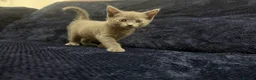 Domestic Shorthair cats for sale: Beautiful Kittens for Sale - Advert 4