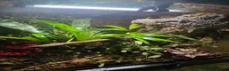 Frog reptiles for sale: Bioactive Dart Frog Vivarium 45cmPlanted/Automated - Advert 6