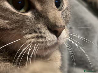 British Shorthair cats British shorthair silver tabby cat - Advert 7