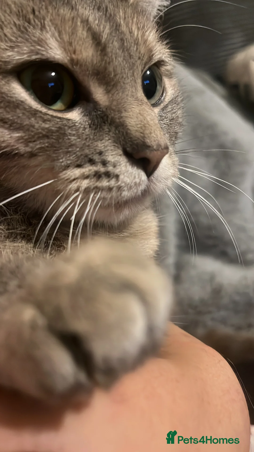 British Shorthair cats for sale: British shorthair silver tabby cat  - Advert 1