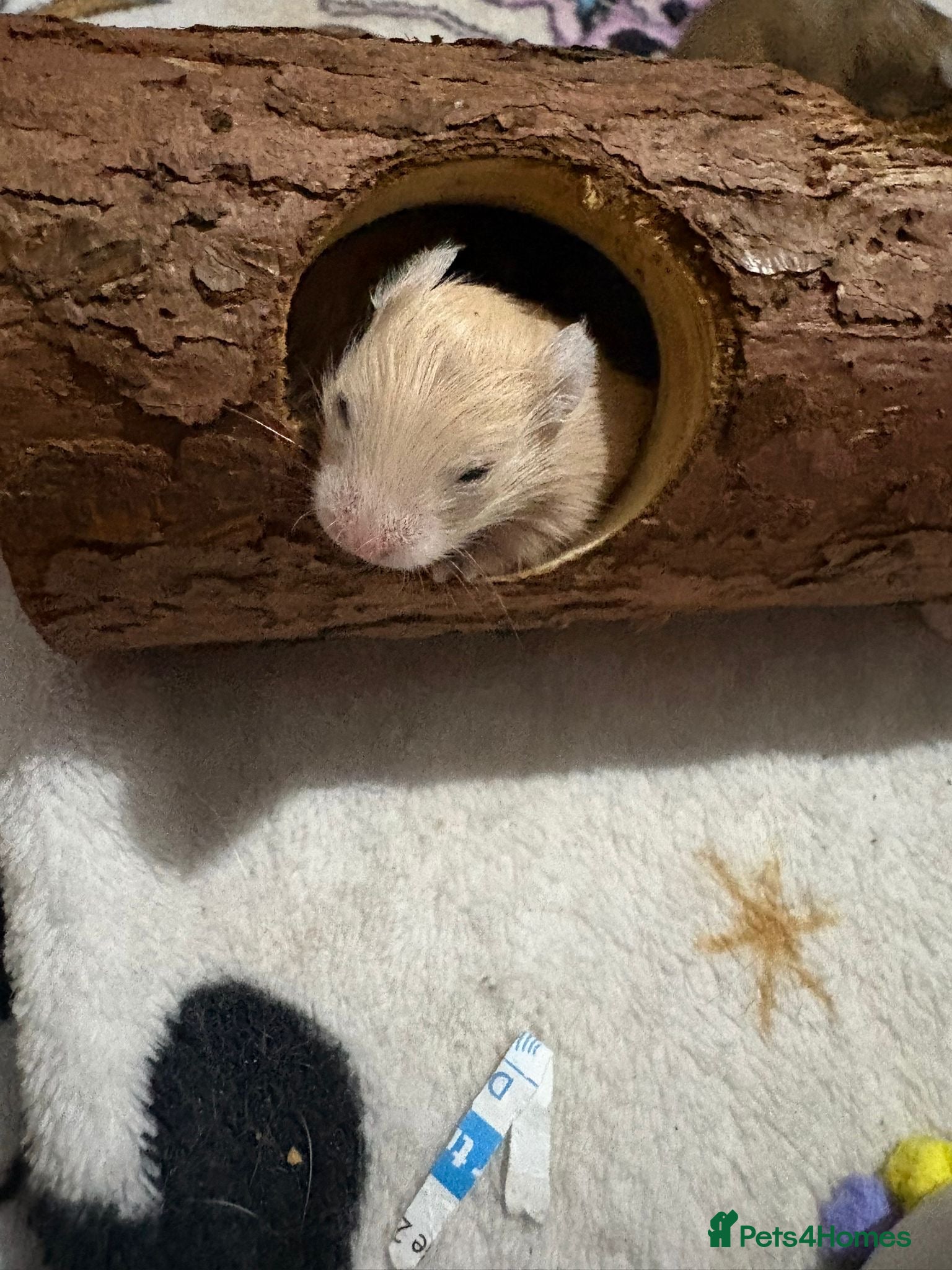 Hamster rodents 12 baby Syrian hamsters - Advert 7