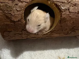 Hamster rodents 12 baby Syrian hamsters - Advert 7