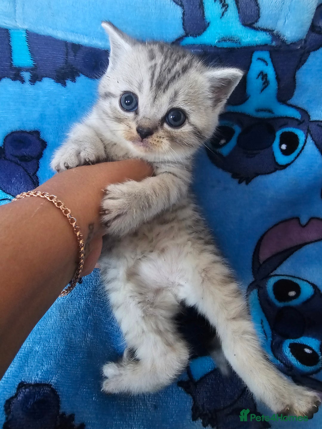 Scottish Fold cats for sale: Two boys Scotitish fold - Image 9