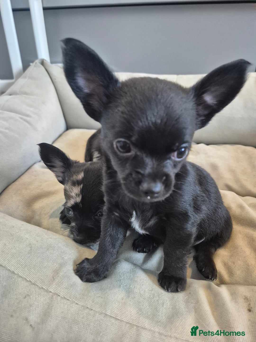 Chihuahua dogs for sale: 3 beautiful tiny pure breed chihuahua  - Advert 22