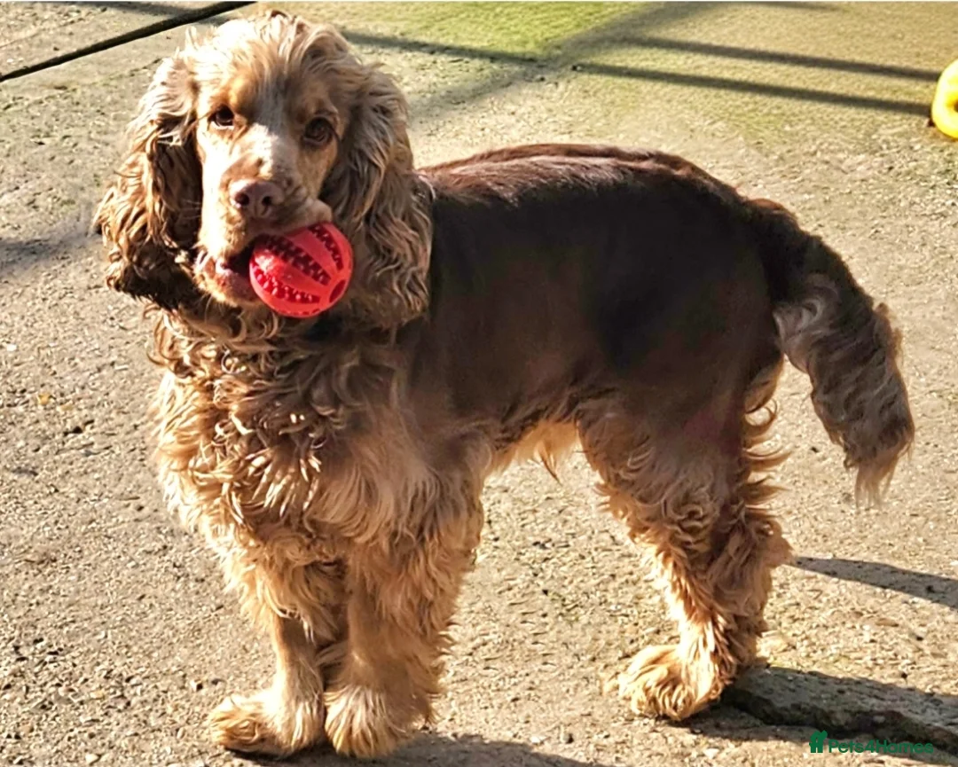 Cocker Spaniel dogs for sale: Show cocker spaniel boy  - Advert 3