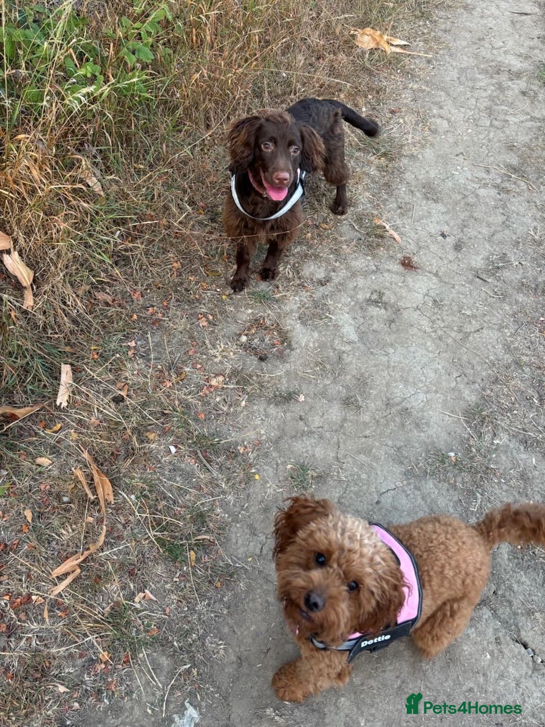 Cocker Spaniel dogs for sale: Bella - Cockerspaniel   - Image 5