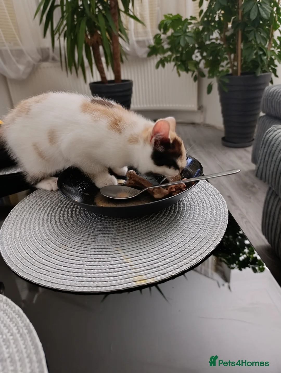 Mixed Breed cats for sale: Mini covs :D - Advert 9