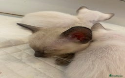 Siamese cats for sale: 🤩🐱Beautiful Siamese kittens for sale🐱⚡️ - Image 3