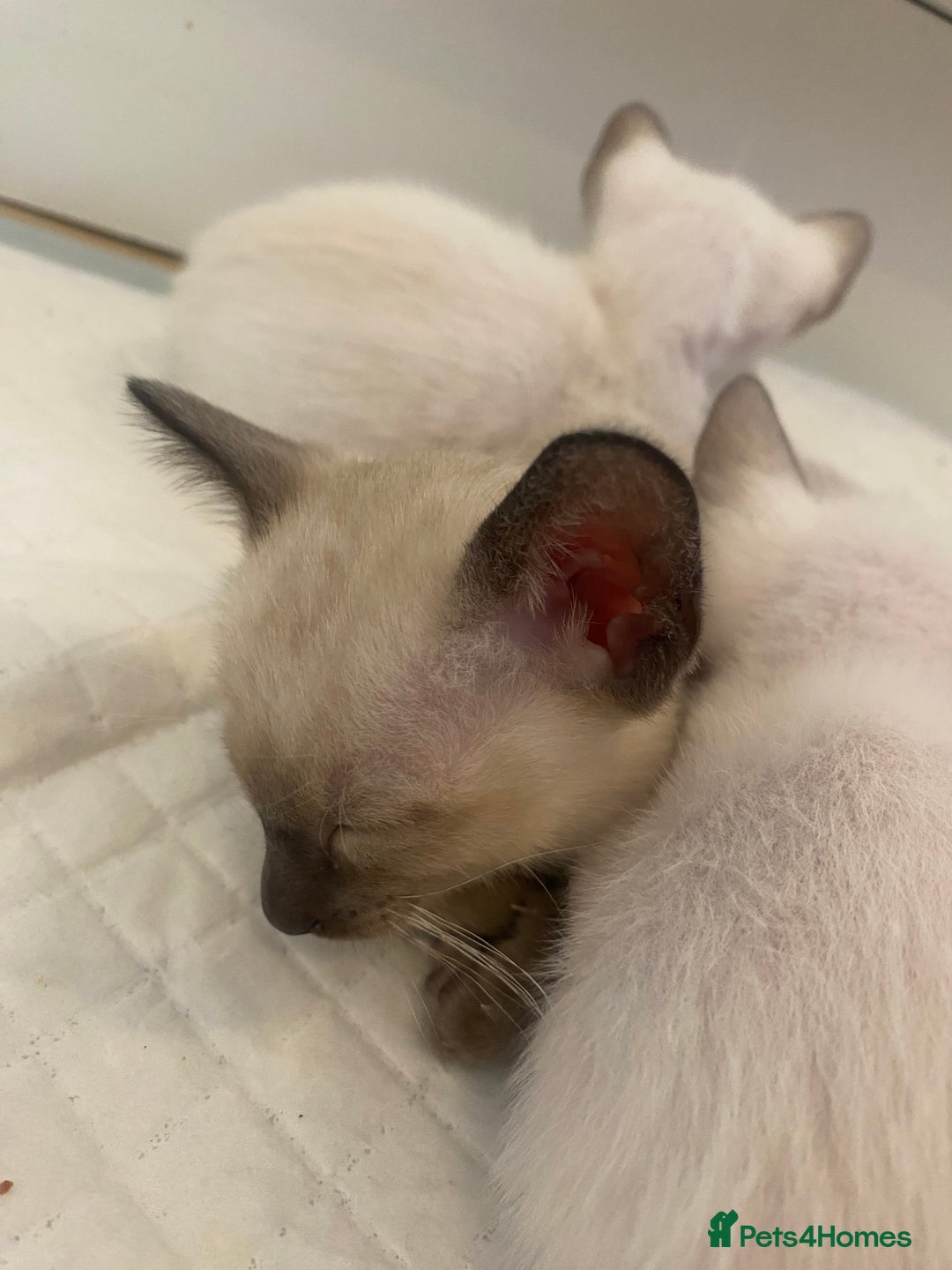 Siamese cats for sale: 🤩🐱Beautiful Siamese kittens for sale🐱⚡️ - Image 3