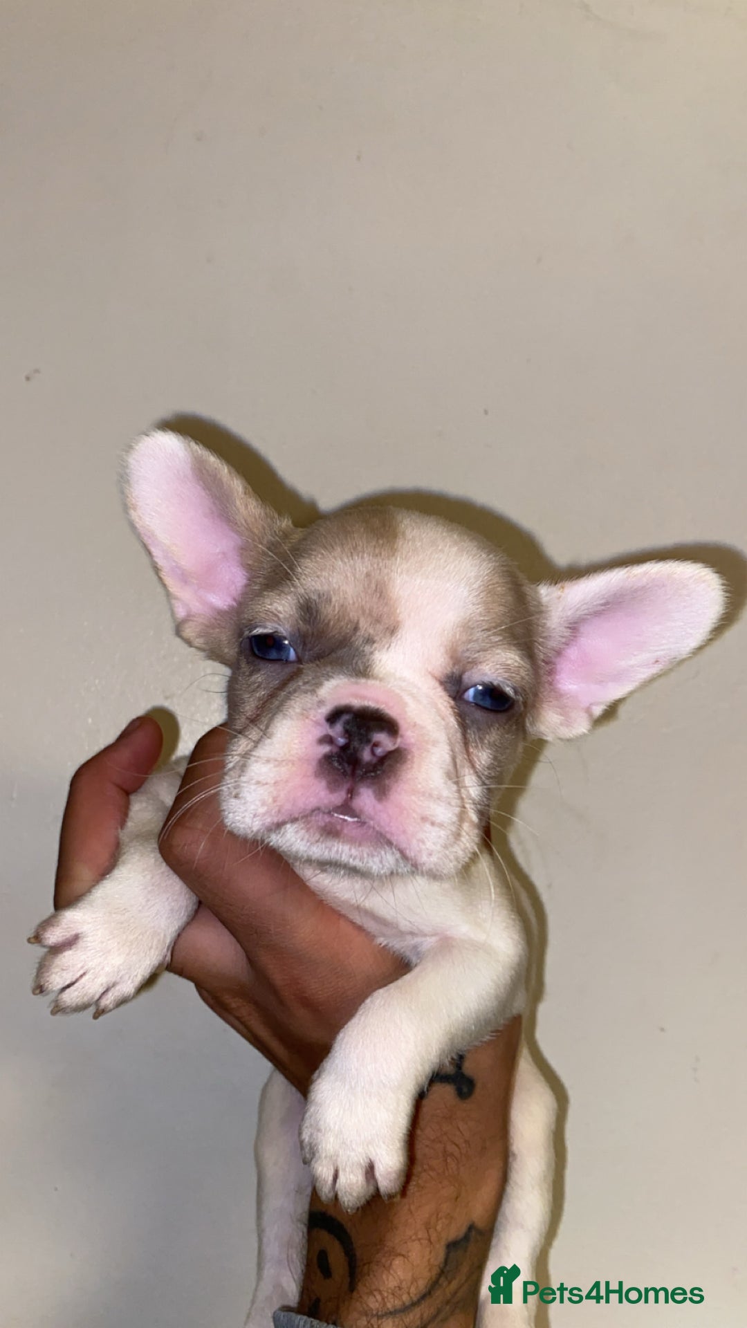 French Bulldog dogs for sale: True type frenchie puppies  - Advert 2