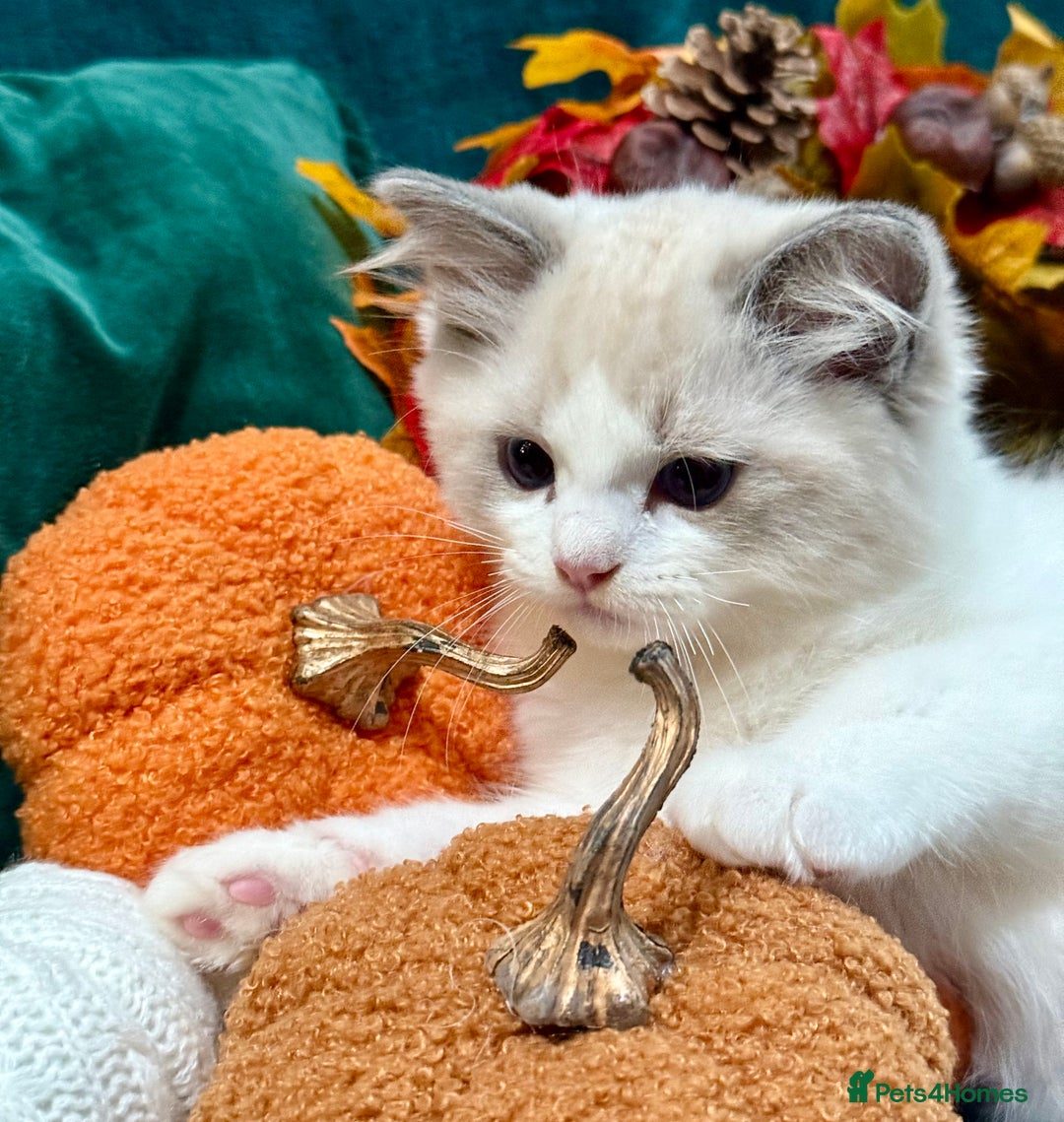 Ragdoll cats for sale: WORLD BEATIFUL RAGDOLL KITTEN/FIFe - Image 31