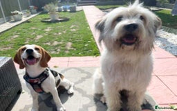 Mixed Breed dogs for adoption: OLIVE - Looking for experienced owners. - Image 9