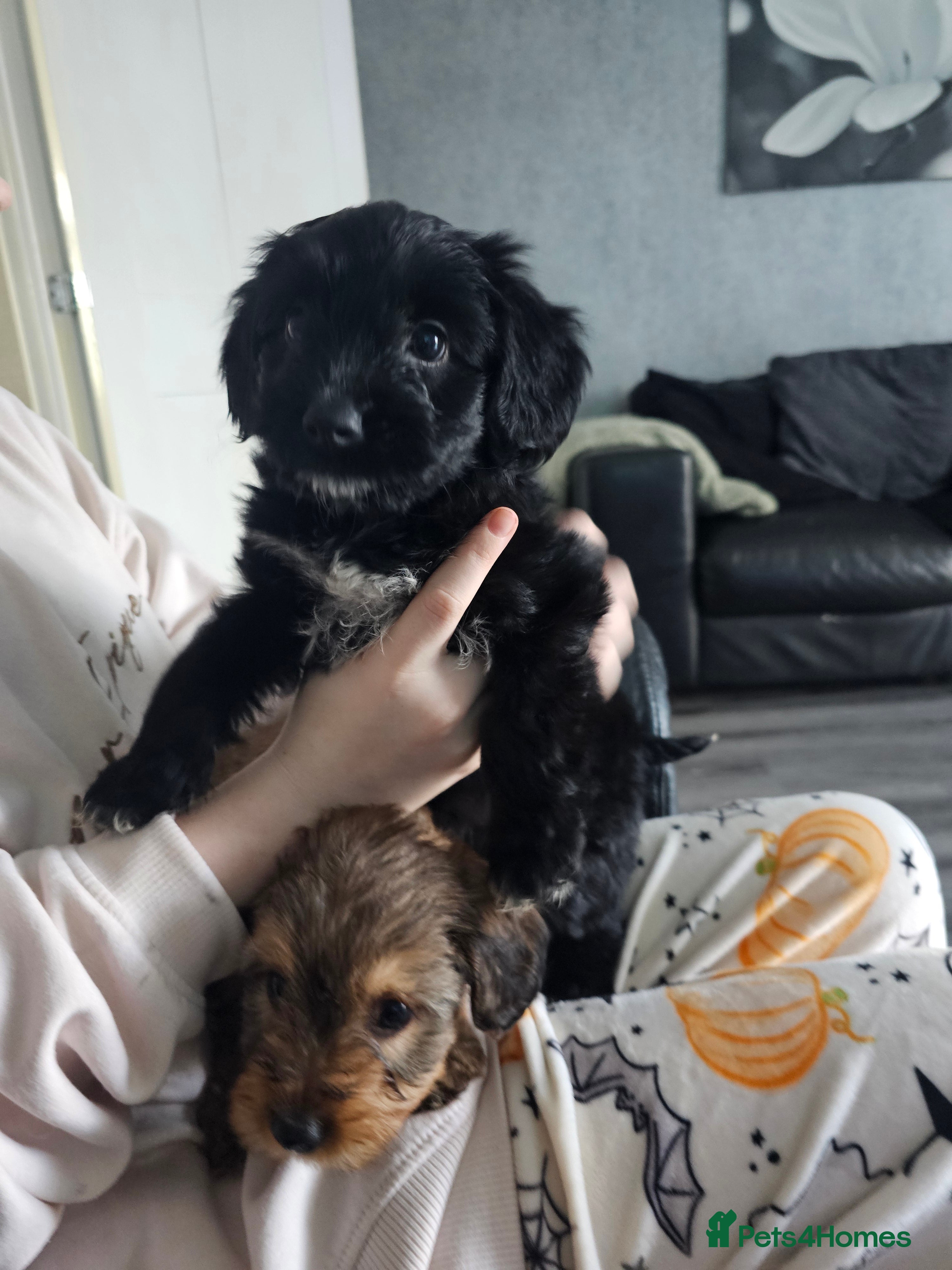 Mixed Breed dogs  **  Toy yorkipoo  - Advert 5