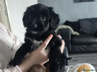 Mixed Breed dogs ** Toy yorkipoo - Advert 5