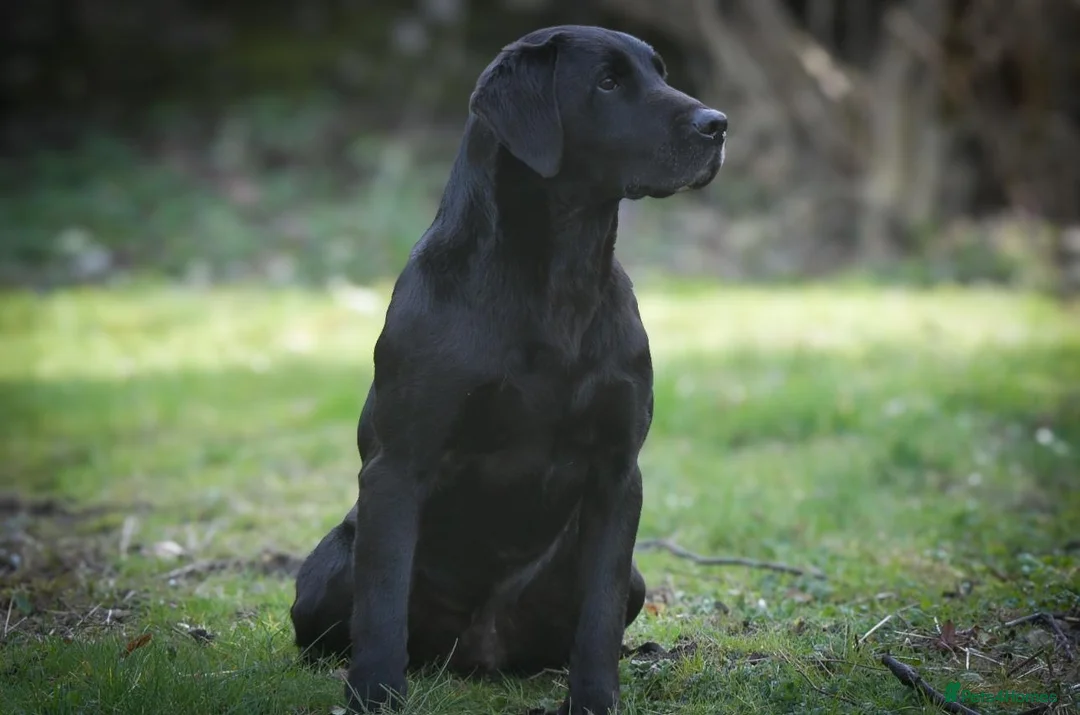 Labrador Retriever dogs for stud: 0/0 HIP & ELBOWS FULLY HEALTH TESTED BLACK STUD in Malton - Advert 17