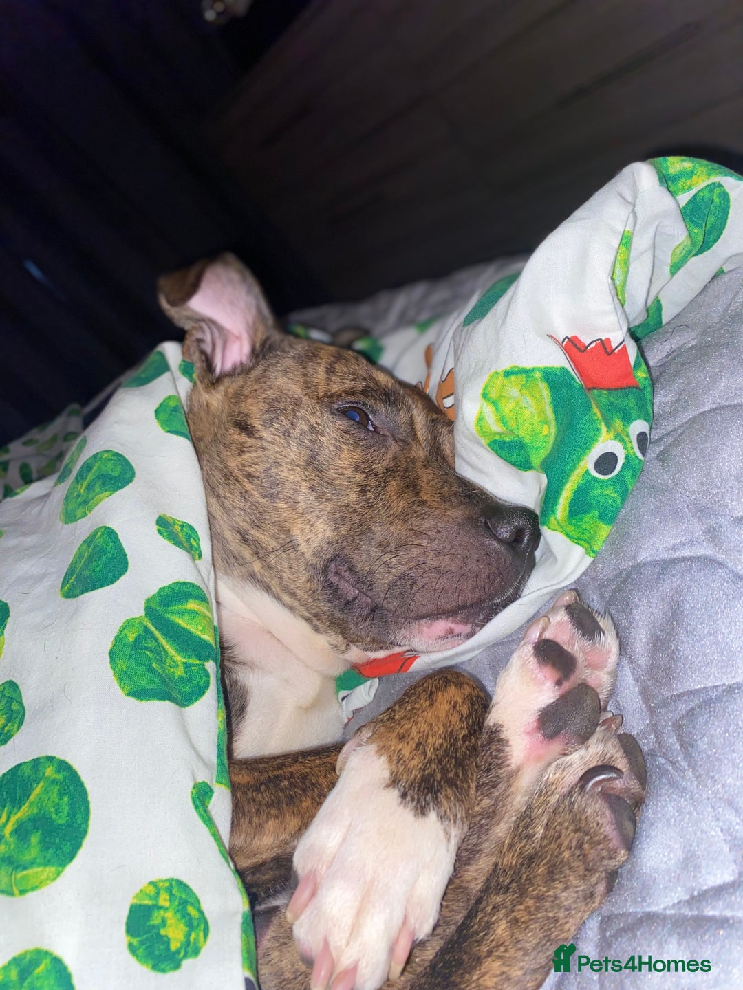 Mixed Breed dogs for sale: Crossbreed Staffordshire BullTerrior - Advert 5