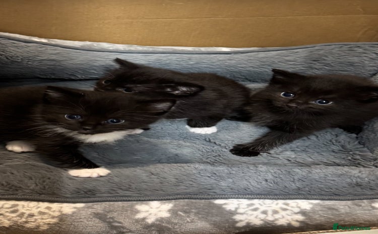 Mixed Breed cats - Advert 2