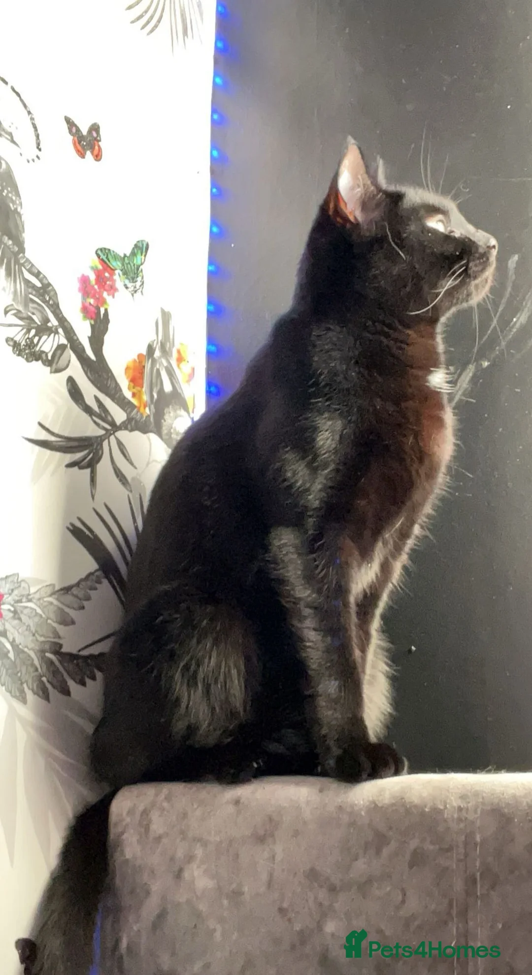 British Shorthair cats for sale: Beautiful Mixed kittens price in description  in Wallingford - Advert 10