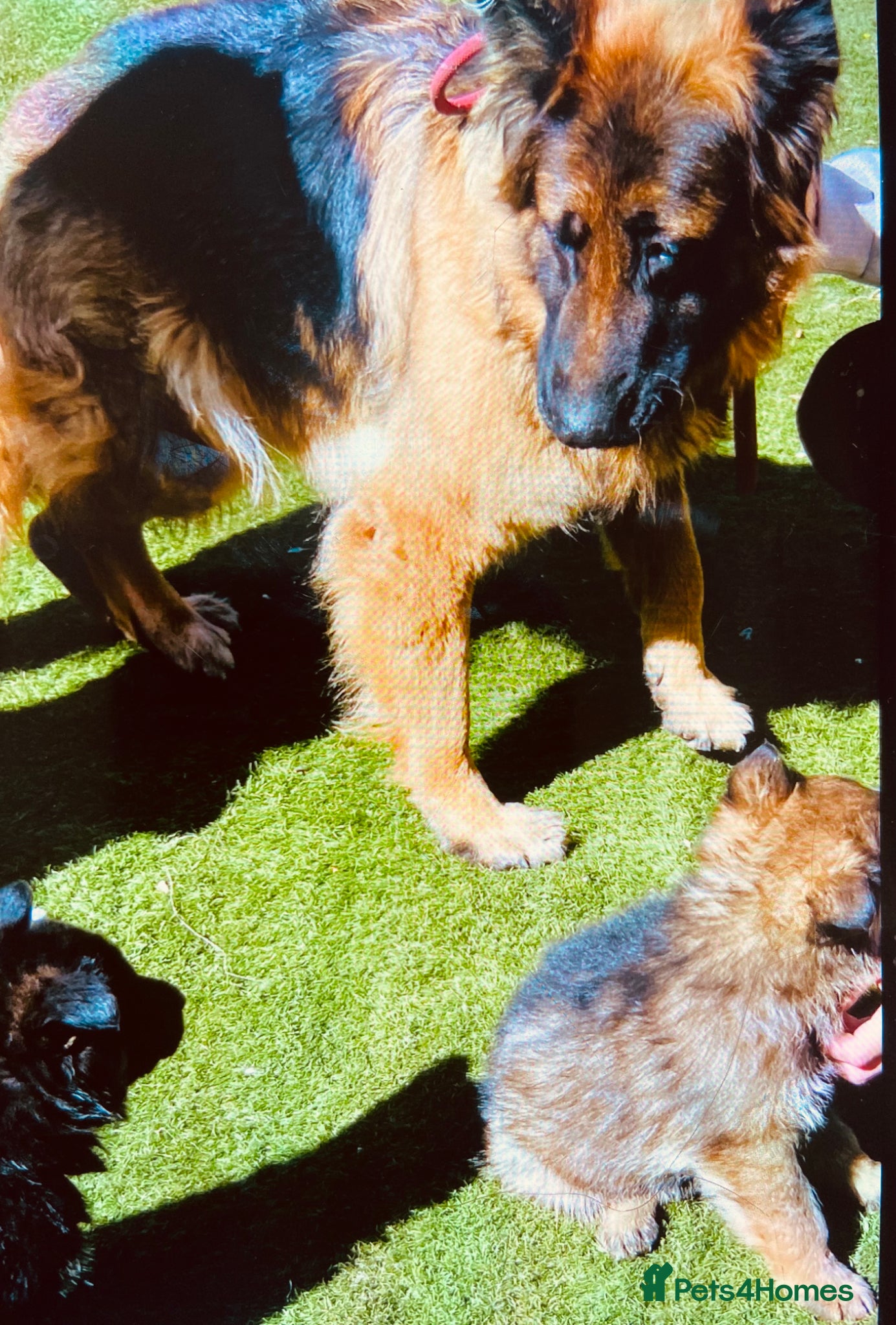 German Shepherd dogs German Shepard puppies ready to leave  - Advert 10