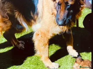 German Shepherd dogs German Shepard puppies ready to leave - Advert 10