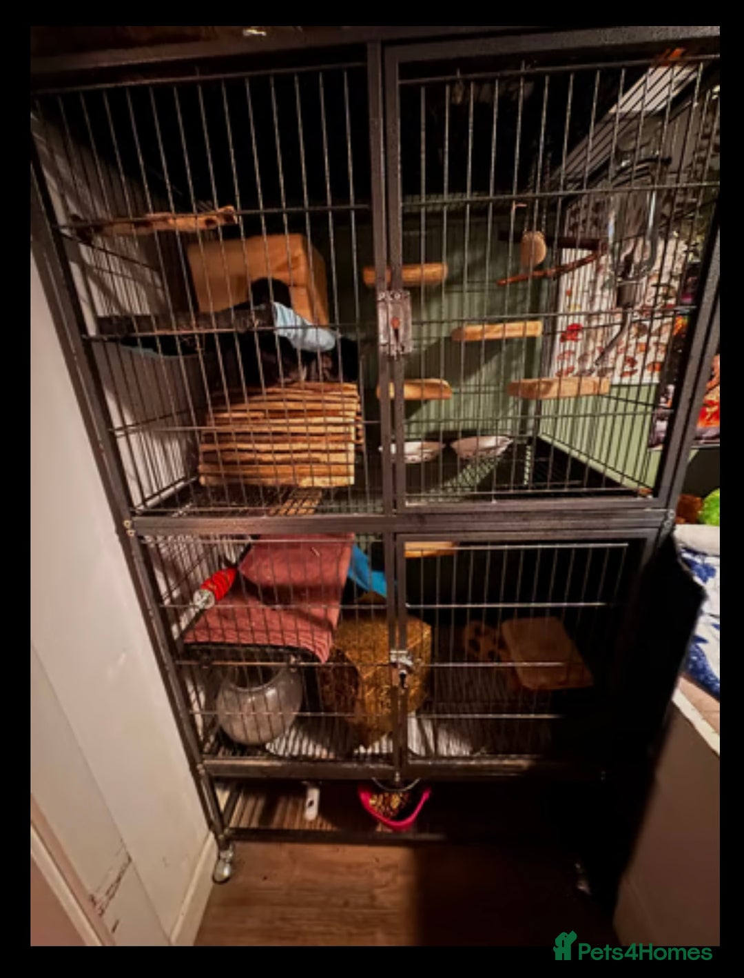 Chinchilla rodents for sale: Chinchilla’s for sale - Image 8