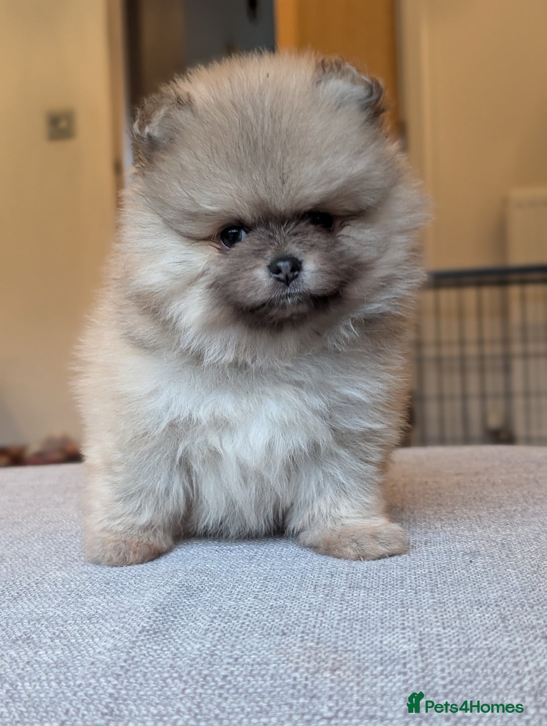 Pomeranian dogs for sale: Amazing quality teddy bear Pomeranian pups  - Advert 8