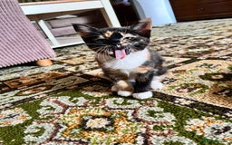 Mixed Breed cats for sale: Beautiful Tortoise ginger female kitten  - Image 1