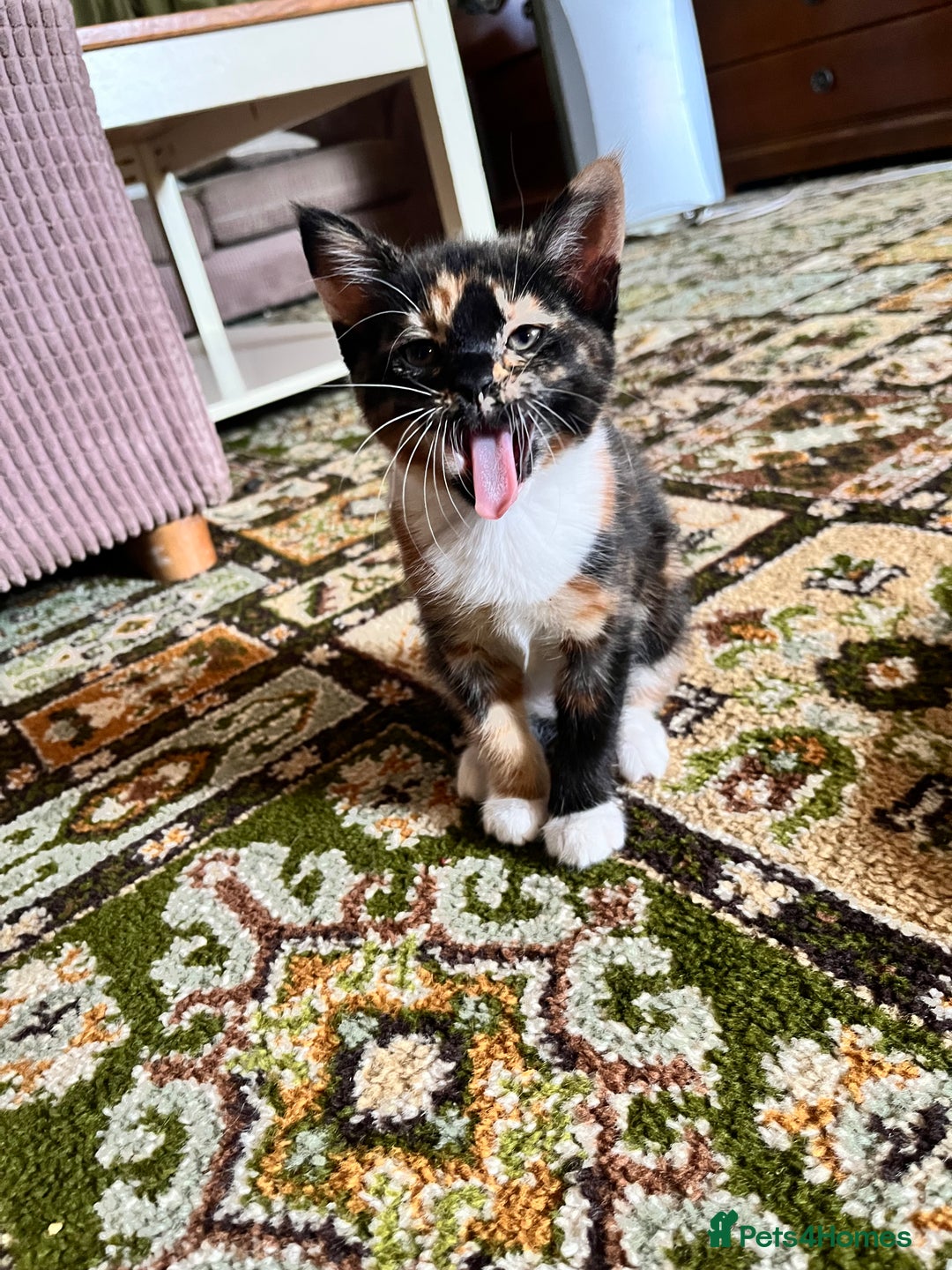Mixed Breed cats for sale: Beautiful Tortoise ginger female kitten  - Image 1