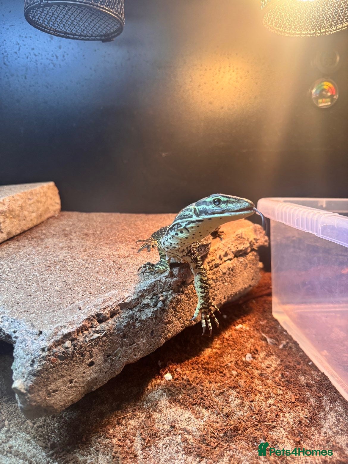 Monitor reptiles for sale: Argus monitor  - Advert 1