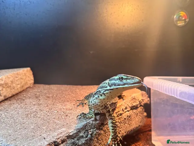 Monitor reptiles for sale: Argus monitor - Advert 1