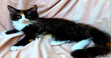 Mixed Breed cats - Advert 11
