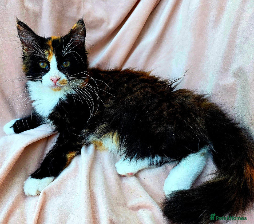Mixed Breed cats for sale: Maine Coon X Kittens Still Available!! - Image 2