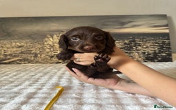 Springador dogs for sale: Chocolate Springador Puppies – Ready Soon! 🐾 - Image 23