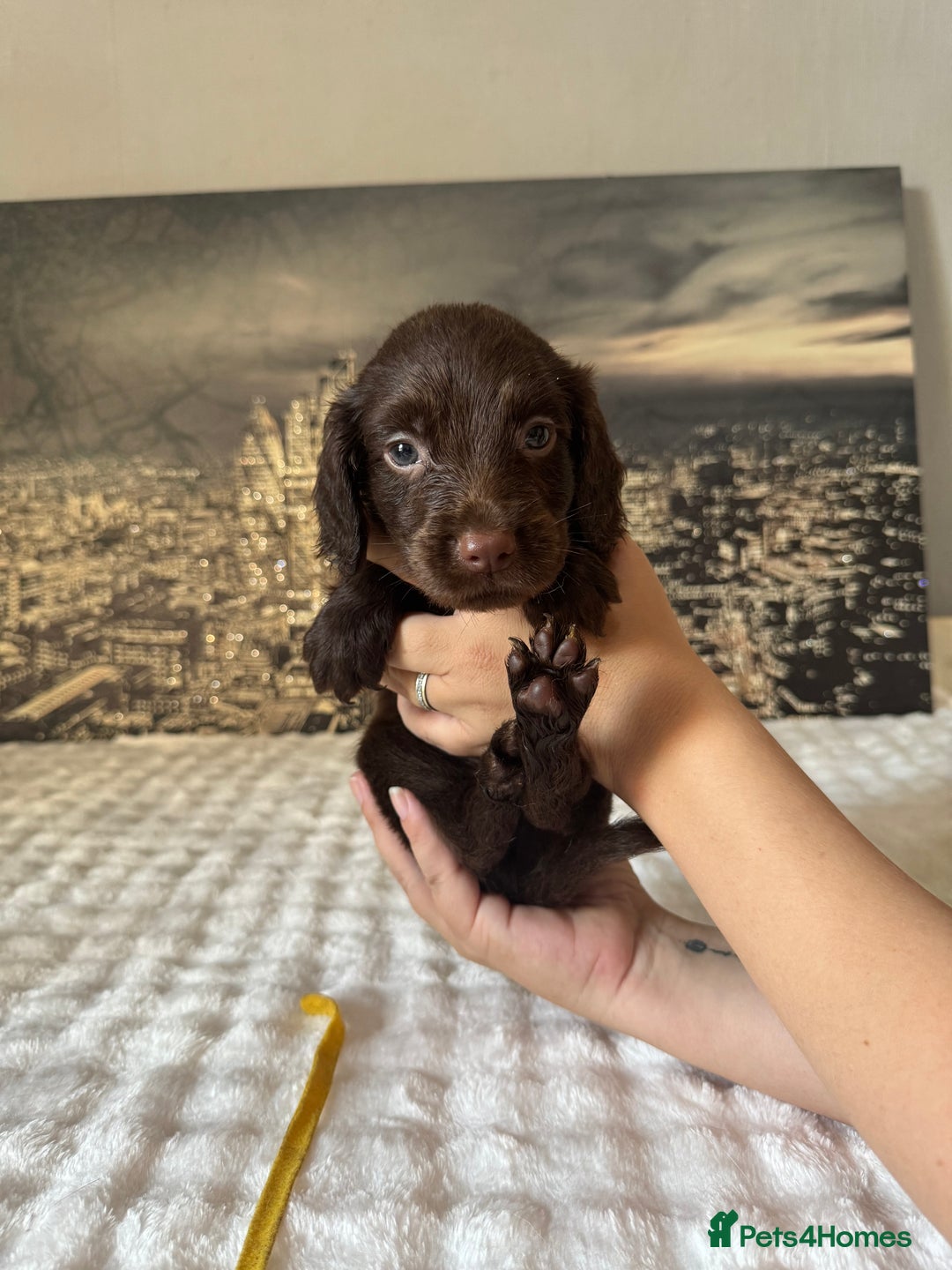 Springador dogs for sale: Chocolate Springador Puppies – Ready Soon! 🐾 - Image 23
