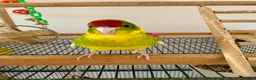 Parakeets birds for sale: 5 Hand Reared Kakariki’s Ready Now - Advert 7