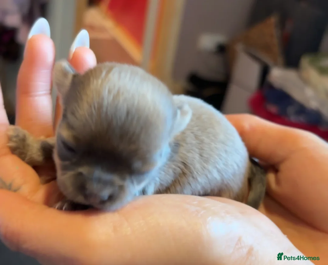 Chihuahua dogs for sale: Chiuahuah pups......lilac merle, fawn, white brown - Advert 25