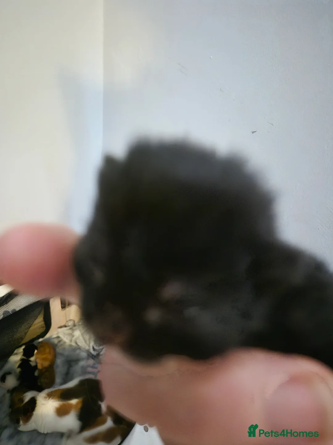 British Shorthair cats for sale: Adorable kittens from a loving home - Advert 2