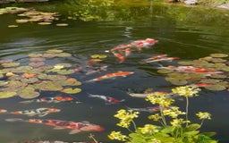 Koi Carp fish for sale: Koi for sale - Image 1