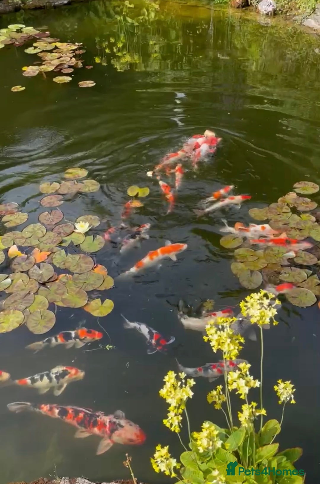 Koi Carp fish for sale: Koi for sale - Image 1
