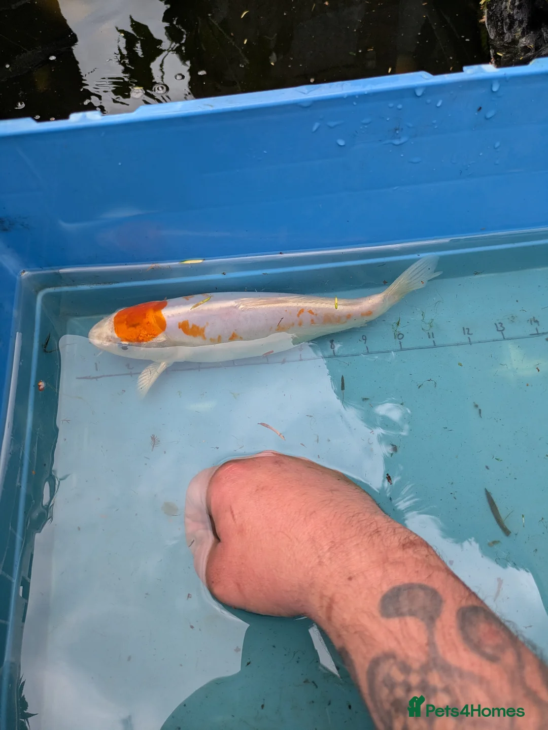 Koi Carp fish for sale: Koi carp close down pond  - Advert 1