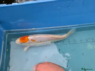 Koi Carp fish Koi carp close down pond - Advert 1