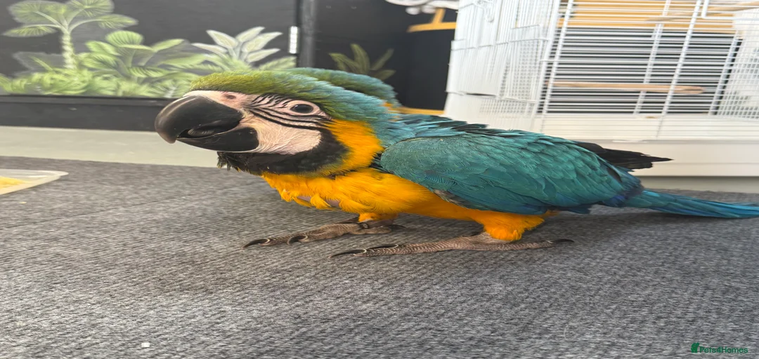 Gallery Image {{count}}