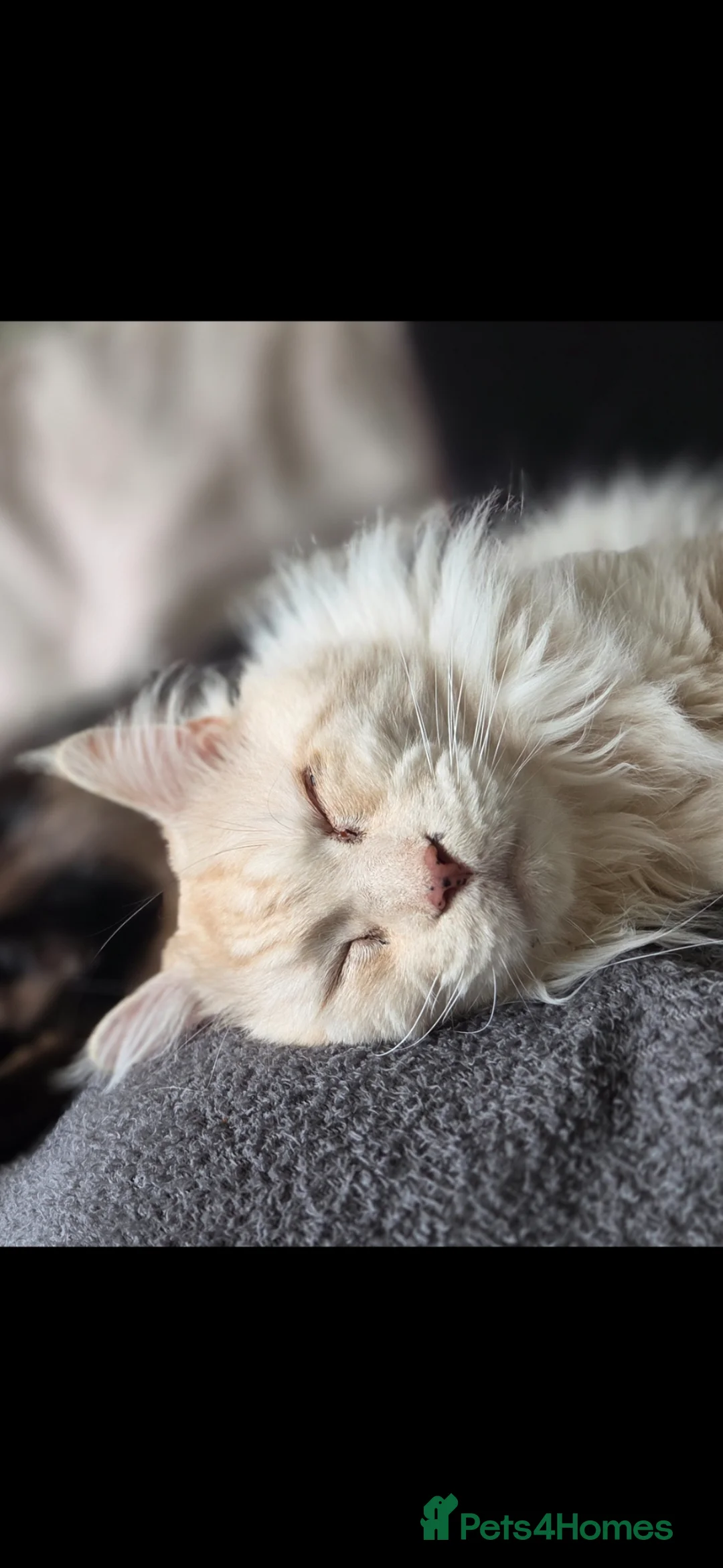 Maine Coon cats for sale: Maine coon male in Rotherham - Advert 3