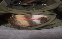Guinea Pig rodents for sale: 13 guinea pigs mixed breed - Advert 33
