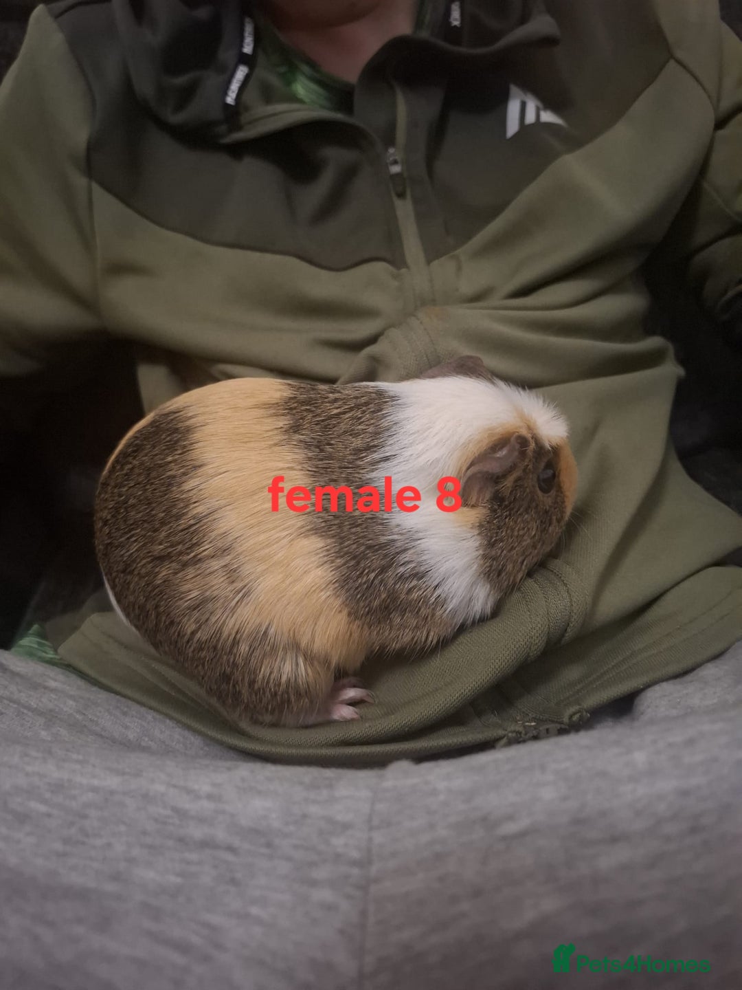 Guinea Pig rodents for sale: 13 guinea pigs mixed breed - Advert 33