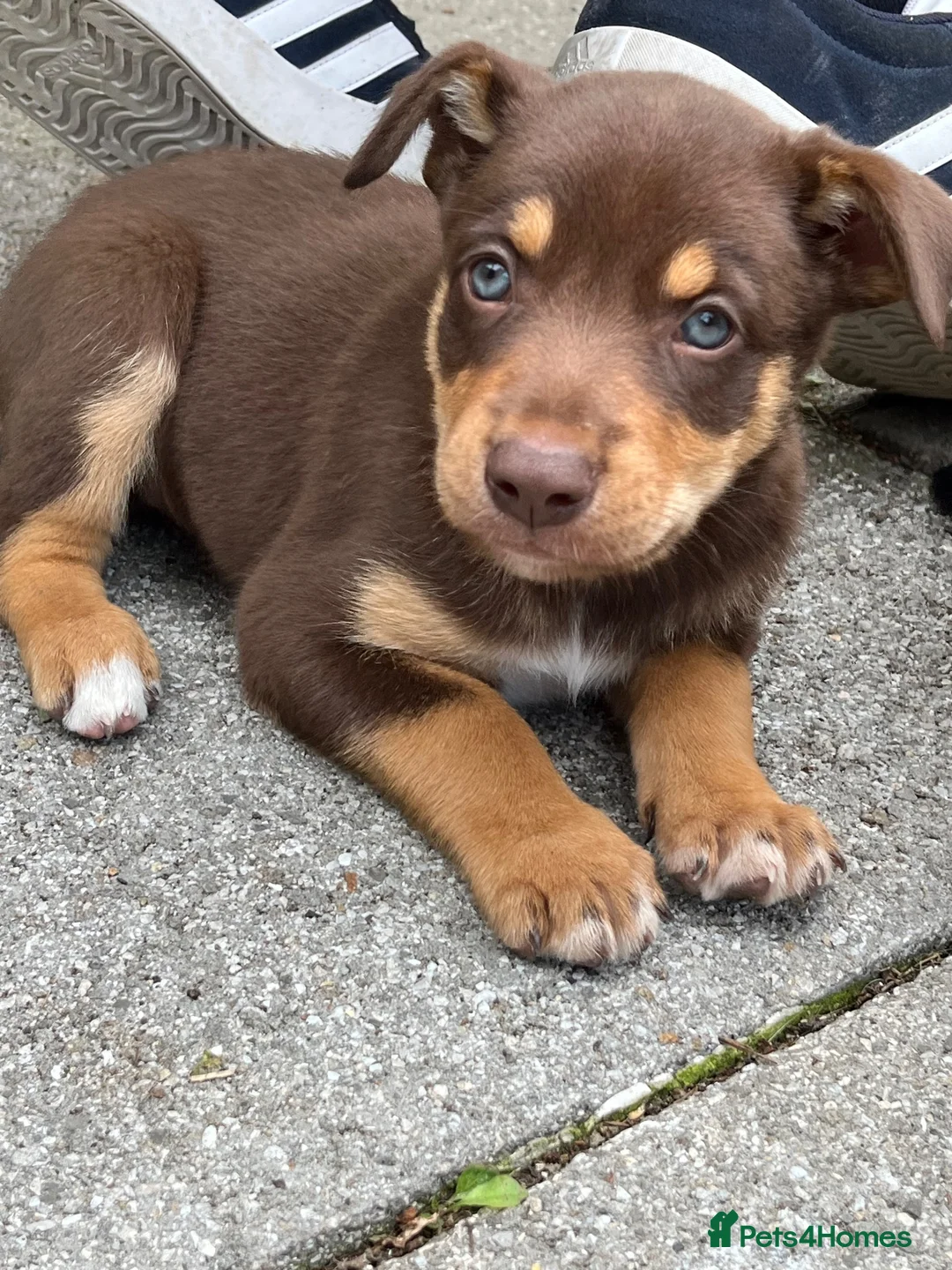 Mixed Breed dogs for sale: Mrs ceri williams in Conwy - Advert 3