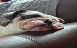 English Bulldog dogs for sale: English Bulldog for Rehoming - Image 4