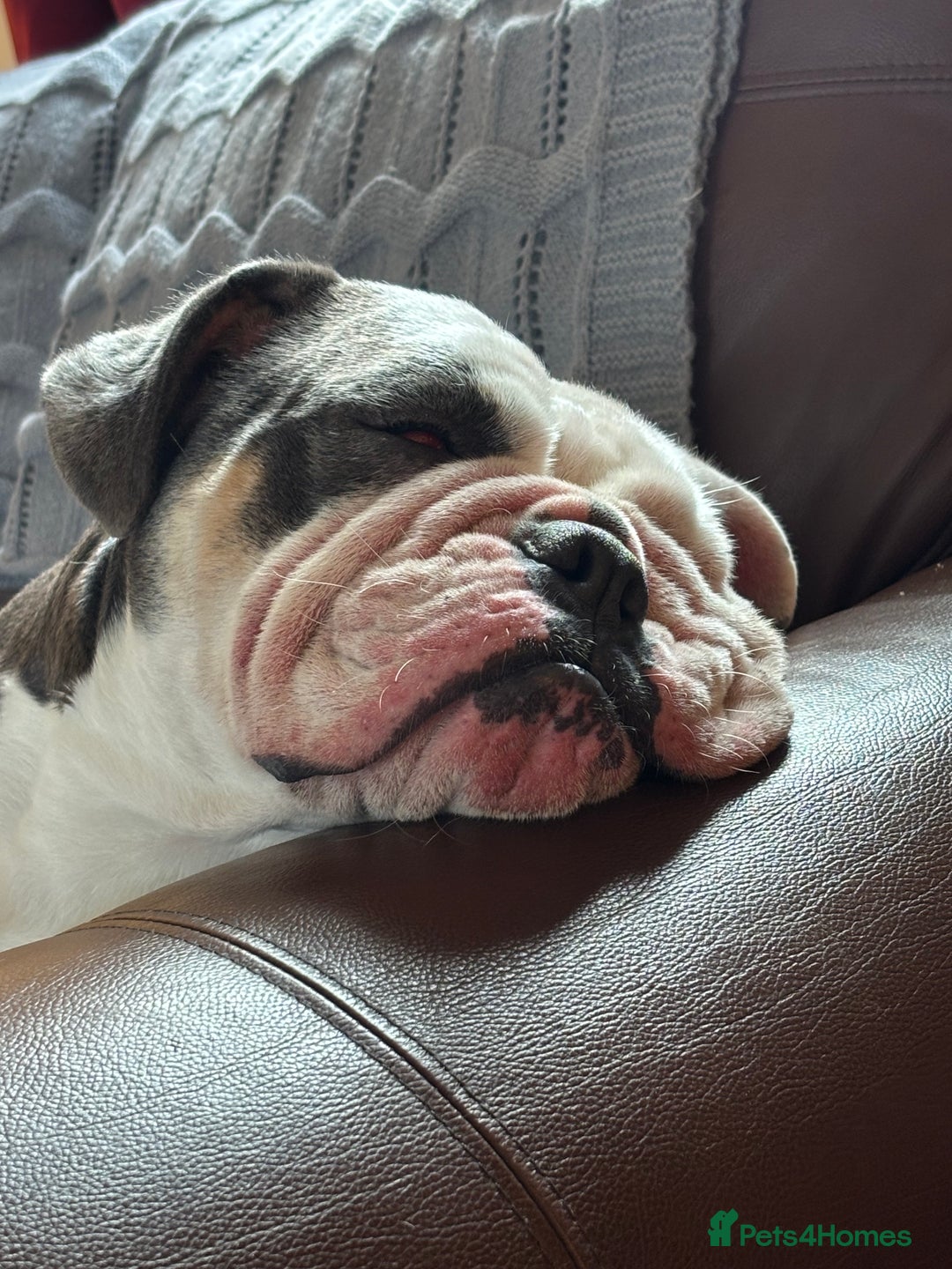 English Bulldog dogs for sale: English Bulldog for Rehoming - Image 4